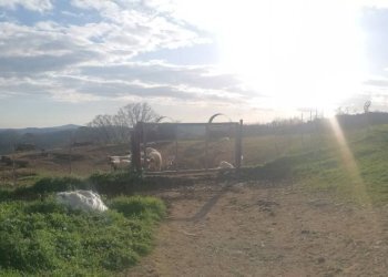 Terreno - Casale Strada Regionale Maremmana, Manciano - foto 10