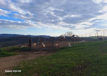 Terreno - Terreno agricolo Strada Regionale Maremmana, Manciano - foto 29