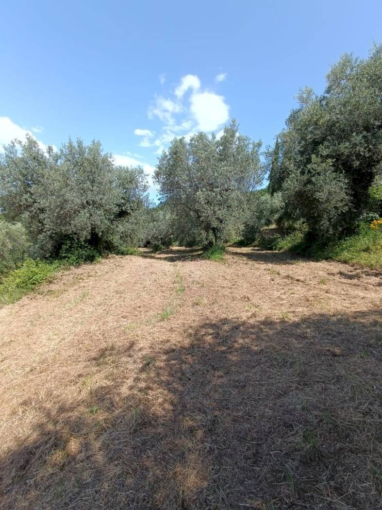 Terreno agricolo Strada Vicinale Saturnia Poggio Capanne, Manciano - foto 2
