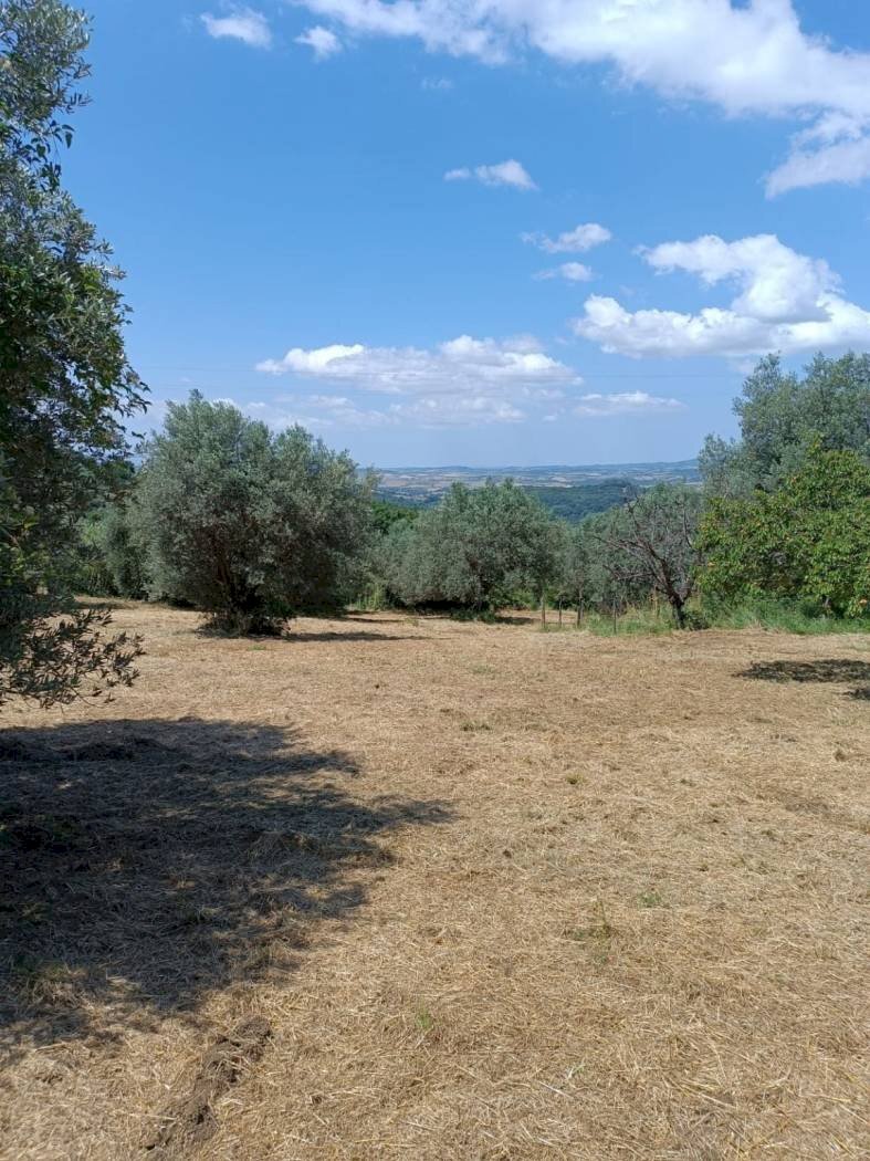 Terreno agricolo Strada Vicinale Saturnia Poggio Capanne, Manciano - foto 3
