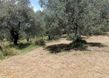 Terreno agricolo Strada Vicinale Saturnia Poggio Capanne, Manciano - foto 1