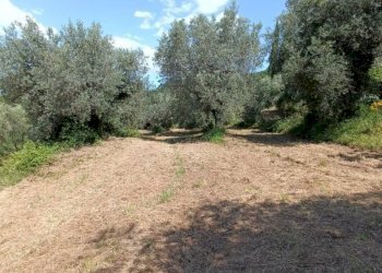 Terreno agricolo Strada Vicinale Saturnia Poggio Capanne, Manciano - foto 2