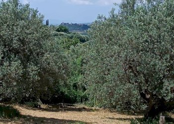 Terreno agricolo Strada Vicinale Saturnia Poggio Capanne, Manciano - foto 4