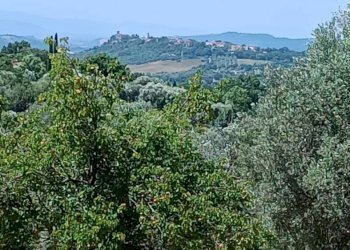 Terreno agricolo Strada Vicinale Saturnia Poggio Capanne, Manciano - foto 6
