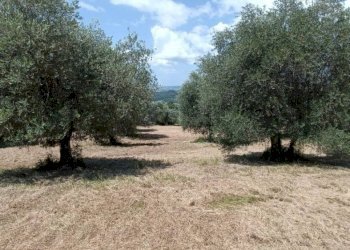 Terreno agricolo Strada Vicinale Saturnia Poggio Capanne, Manciano - foto 8