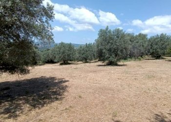 Terreno agricolo Strada Vicinale Saturnia Poggio Capanne, Manciano - foto 14