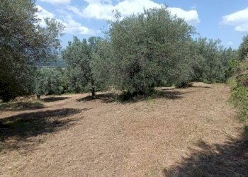 Terreno agricolo Strada Vicinale Saturnia Poggio Capanne, Manciano - foto 21
