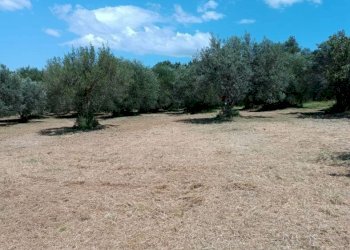Terreno agricolo Strada Vicinale Saturnia Poggio Capanne, Manciano - foto 24