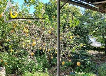 Independent house Via delle Pantanelle 1, 04019 Sabaudia, Terracina - photo 13