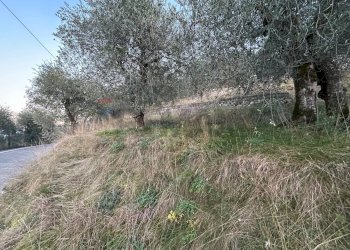 Giardino - Terreno agricolo via Panoramica, Malcesine - foto 5