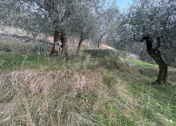 Giardino - Terreno agricolo via Panoramica, Malcesine - foto 6