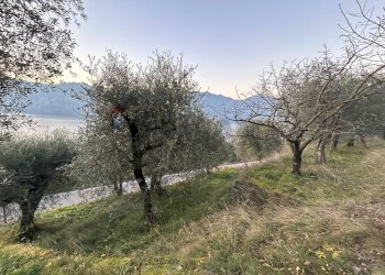 Giardino - Terreno agricolo via Panoramica, Malcesine - foto 8