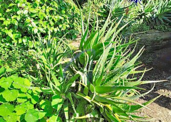 Foto 23 - Casa semi indipendente San Colombano Certenoli - foto 23