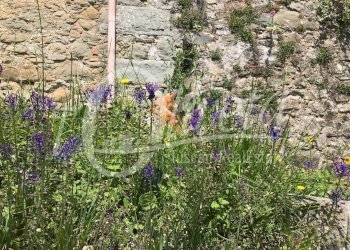 Foto 6 - Semi-detached house Tereglio, Coreglia Antelminelli - photo 6