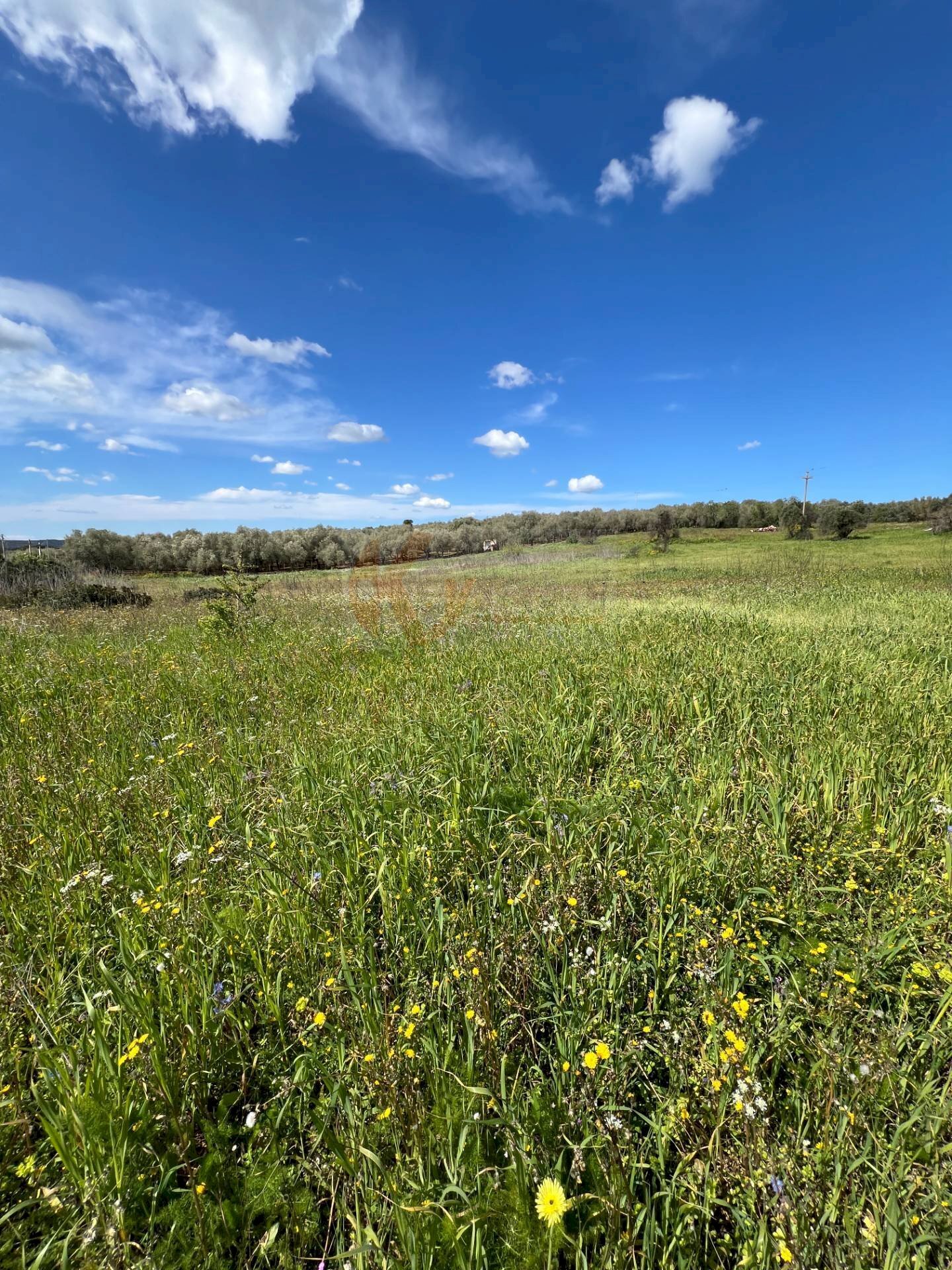 Foto 1 - Agricultural land Caniga, prato comunale, Sassari - photo 1