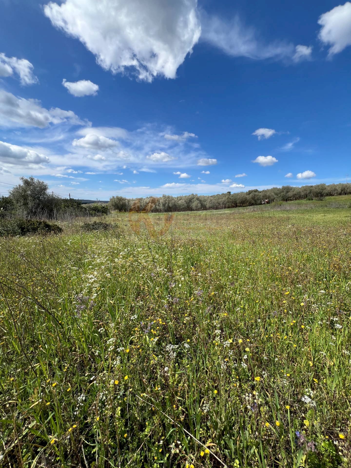 Foto 2 - Agricultural land Caniga, prato comunale, Sassari - photo 2