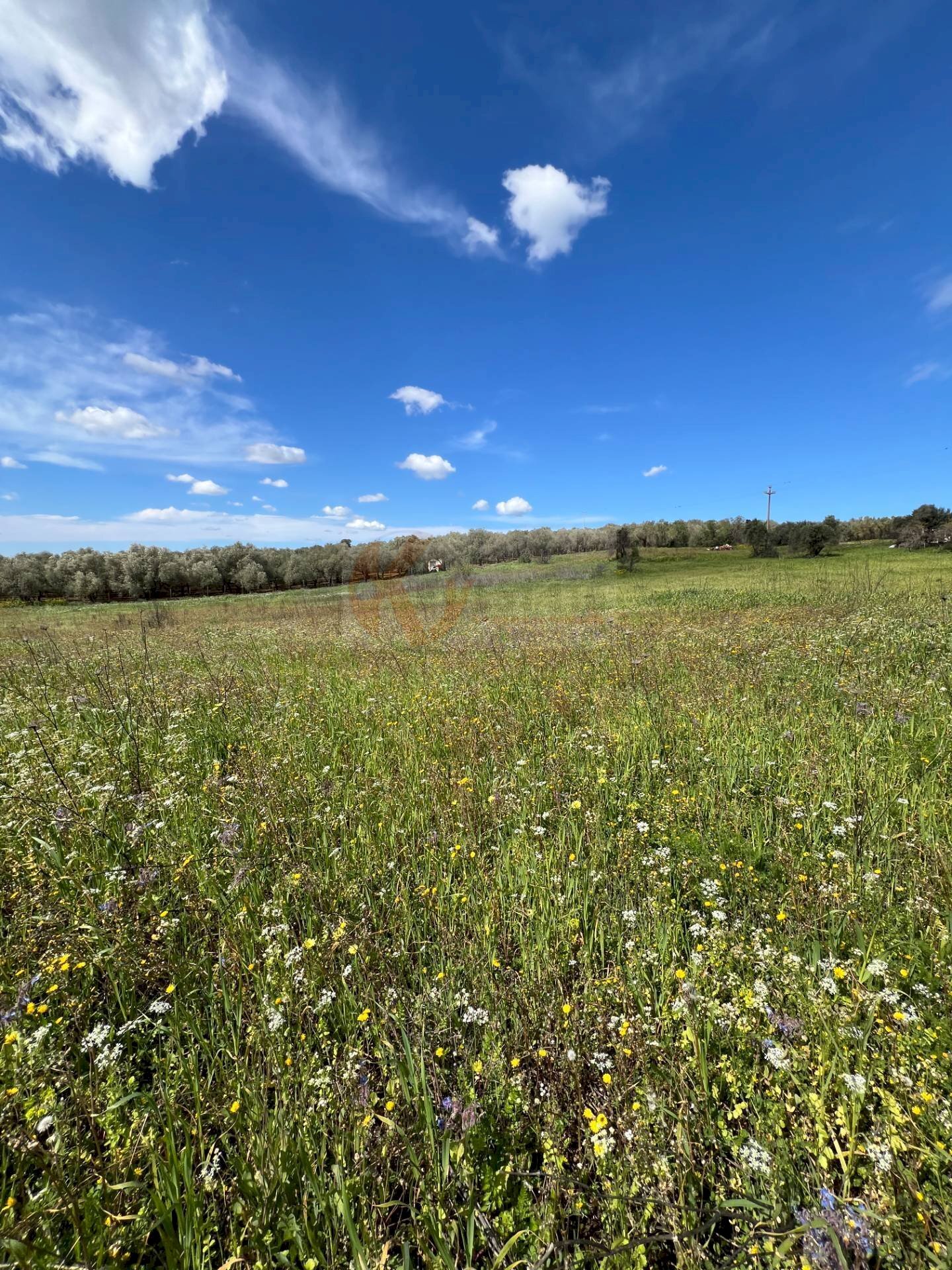 Foto 3 - Agricultural land Caniga, prato comunale, Sassari - photo 3