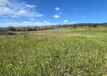 Foto 1 - Agricultural land Caniga, prato comunale, Sassari - photo 1