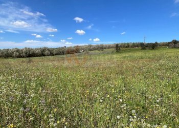 Foto 3 - Agricultural land Caniga, prato comunale, Sassari - photo 3