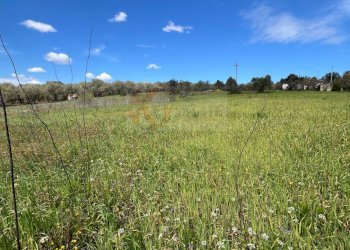 Foto 4 - Agricultural land Caniga, prato comunale, Sassari - photo 4