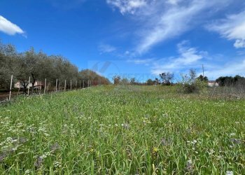 Foto 5 - Agricultural land Caniga, prato comunale, Sassari - photo 5