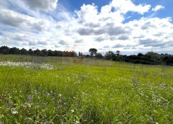 Foto 6 - Agricultural land Caniga, prato comunale, Sassari - photo 6