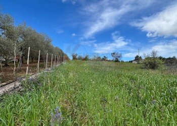 Foto 8 - Agricultural land Caniga, prato comunale, Sassari - photo 8