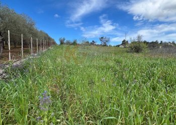Foto 9 - Agricultural land Caniga, prato comunale, Sassari - photo 9