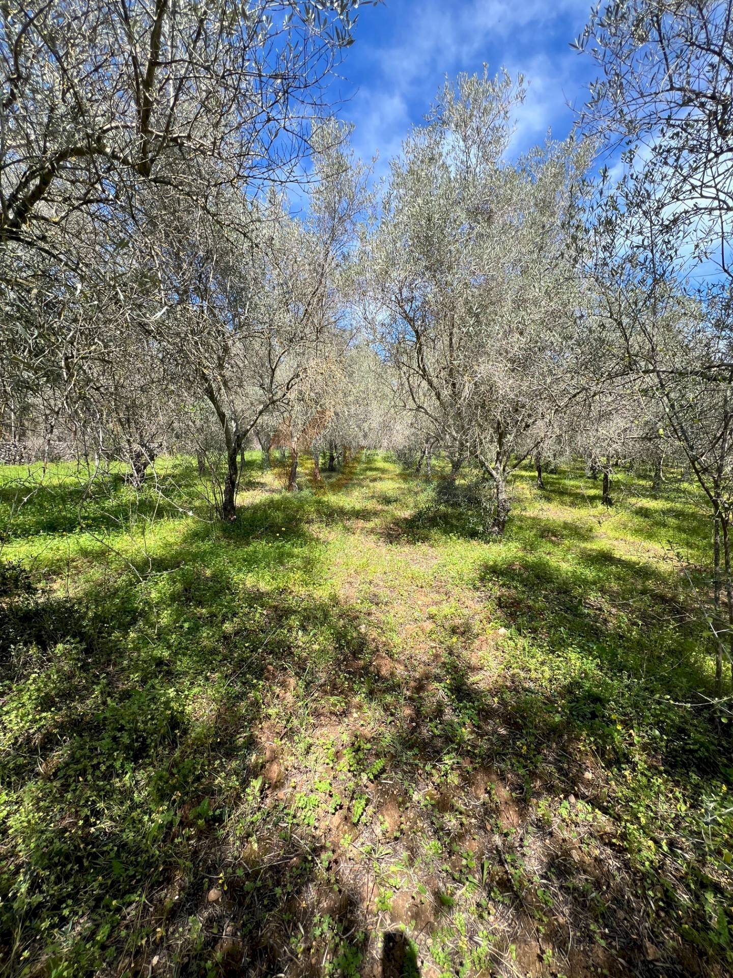 Foto 2 - Agricultural land Caniga, Prato Comunale, Sassari - photo 2