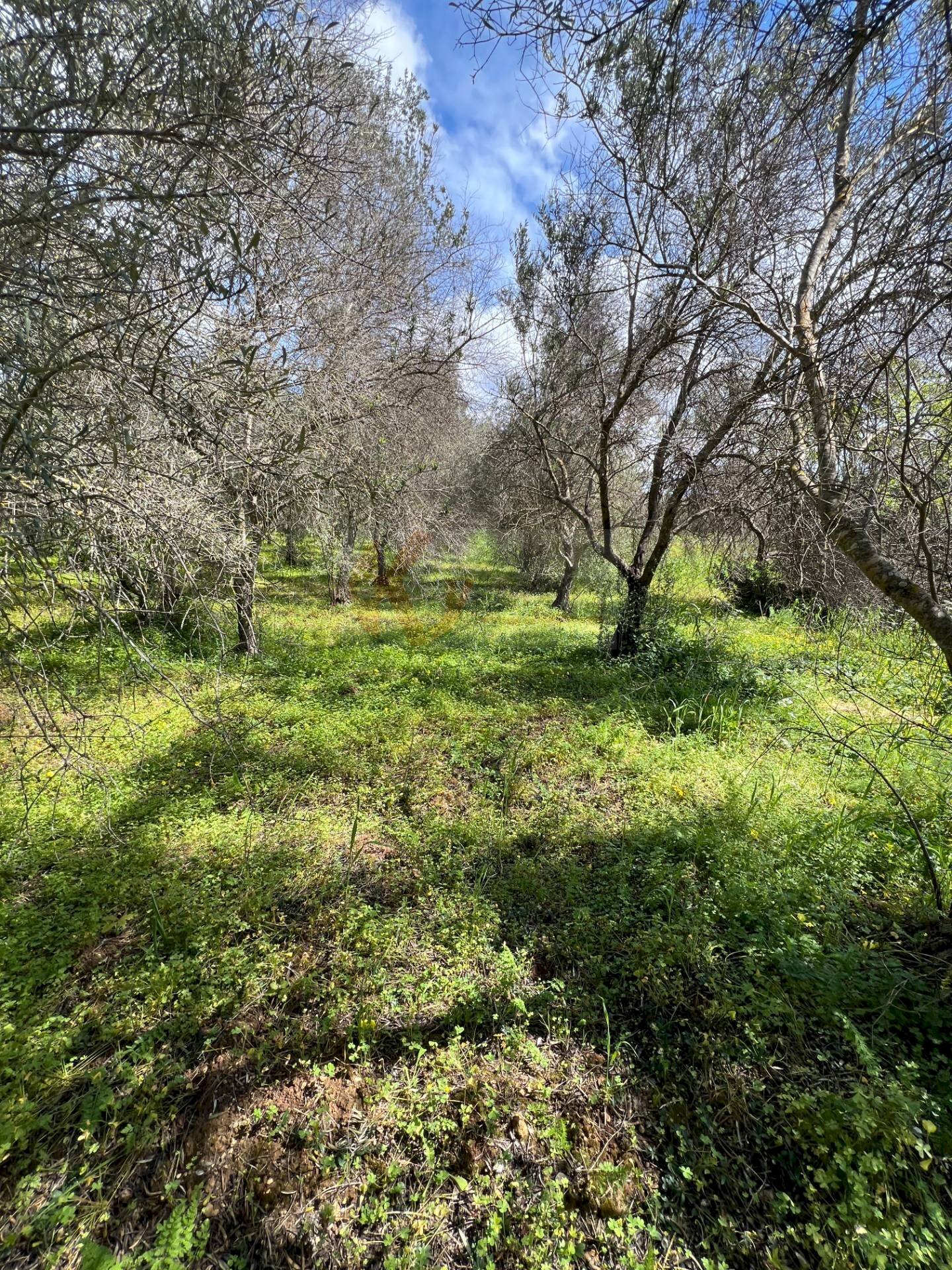 Foto 3 - Agricultural land Caniga, Prato Comunale, Sassari - photo 3