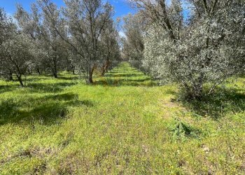 Foto 1 - Agricultural land Caniga, Prato Comunale, Sassari - photo 1