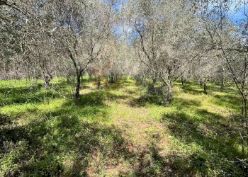 Foto 2 - Agricultural land Caniga, Prato Comunale, Sassari - photo 2