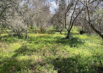 Foto 3 - Agricultural land Caniga, Prato Comunale, Sassari - photo 3