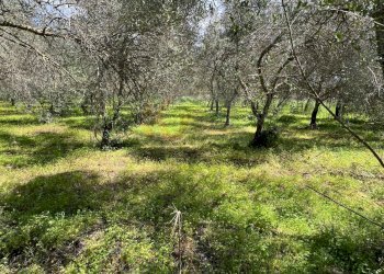 Foto 4 - Agricultural land Caniga, Prato Comunale, Sassari - photo 4