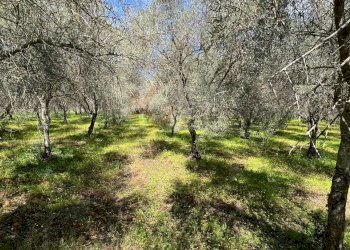 Foto 5 - Agricultural land Caniga, Prato Comunale, Sassari - photo 5