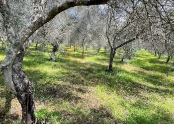 Foto 6 - Agricultural land Caniga, Prato Comunale, Sassari - photo 6