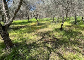 Foto 7 - Agricultural land Caniga, Prato Comunale, Sassari - photo 7