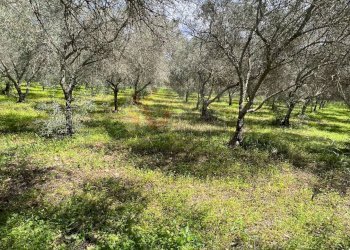 Foto 8 - Agricultural land Caniga, Prato Comunale, Sassari - photo 8