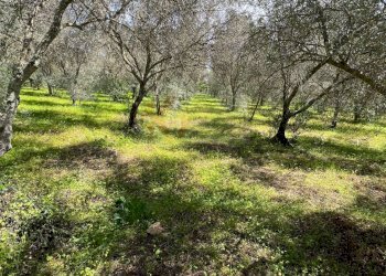 Foto 9 - Agricultural land Caniga, Prato Comunale, Sassari - photo 9