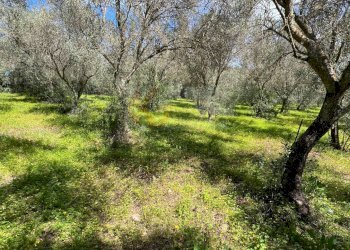 Foto 10 - Agricultural land Caniga, Prato Comunale, Sassari - photo 10