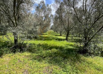 Foto 11 - Agricultural land Caniga, Prato Comunale, Sassari - photo 11