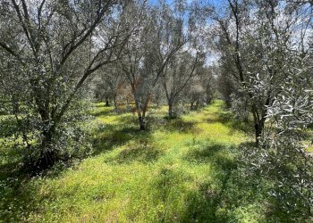 Foto 12 - Agricultural land Caniga, Prato Comunale, Sassari - photo 12