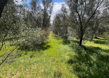 Foto 13 - Agricultural land Caniga, Prato Comunale, Sassari - photo 13