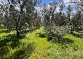 Foto 14 - Agricultural land Caniga, Prato Comunale, Sassari - photo 14