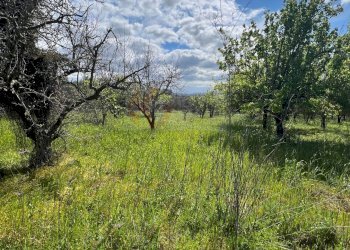Foto 15 - Agricultural land Caniga, Prato Comunale, Sassari - photo 15