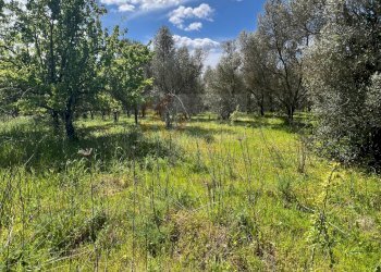 Foto 16 - Agricultural land Caniga, Prato Comunale, Sassari - photo 16