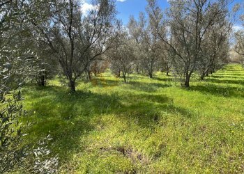 Foto 17 - Agricultural land Caniga, Prato Comunale, Sassari - photo 17