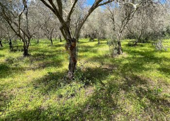 Foto 18 - Agricultural land Caniga, Prato Comunale, Sassari - photo 18
