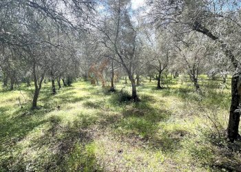 Foto 19 - Agricultural land Caniga, Prato Comunale, Sassari - photo 19
