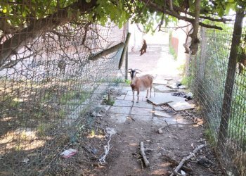 Foto 8 - Independent house Lugo - photo 8